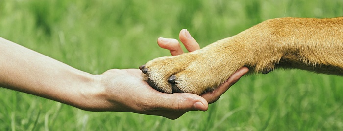 Bioethics_Animal_shakehands.jpg