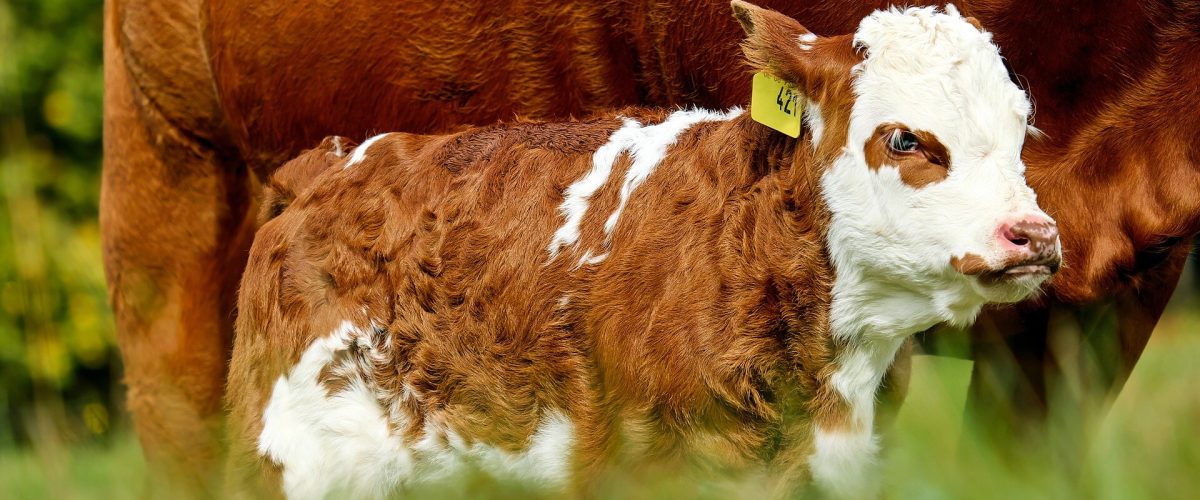 cow-smallcow